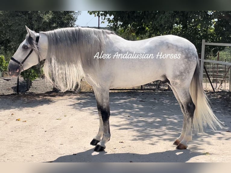 PRE Croisé Étalon 10 Ans 162 cm Gris in Sevilla