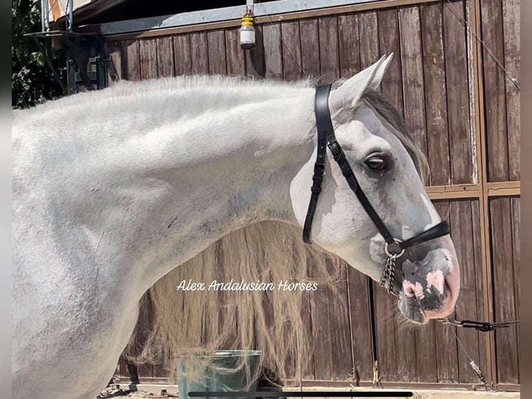 PRE Croisé Étalon 10 Ans 162 cm Gris in Sevilla