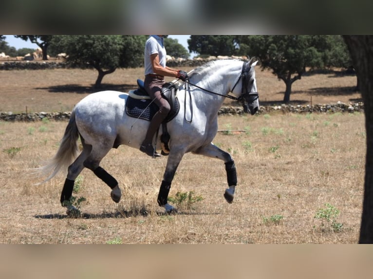 PRE Croisé Étalon 10 Ans 162 cm Gris in NAVAS DEL MADRONO