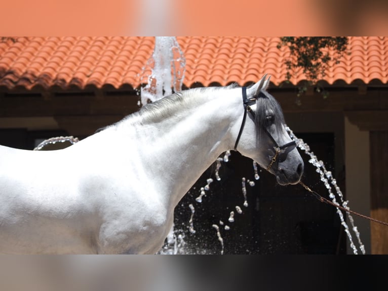 PRE Croisé Étalon 10 Ans 162 cm Gris in NAVAS DEL MADRONO