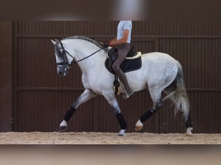 PRE Croisé Étalon 10 Ans 162 cm Gris in NAVAS DEL MADRONO