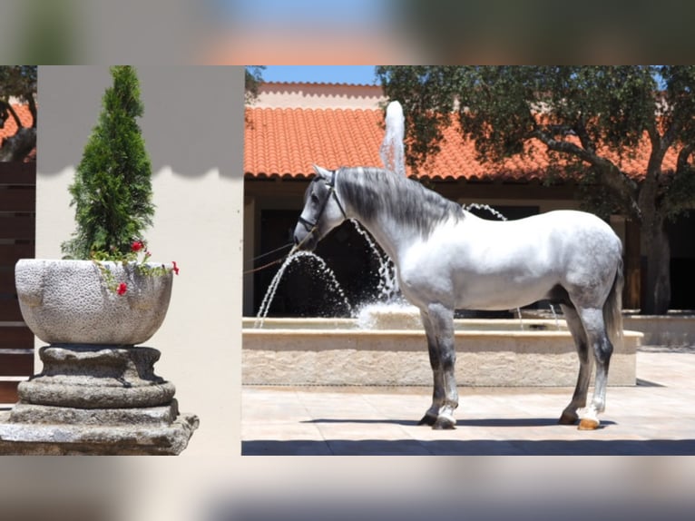 PRE Croisé Étalon 10 Ans 162 cm Gris in NAVAS DEL MADRONO