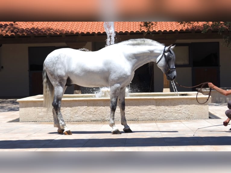 PRE Croisé Étalon 10 Ans 162 cm Gris in NAVAS DEL MADRONO