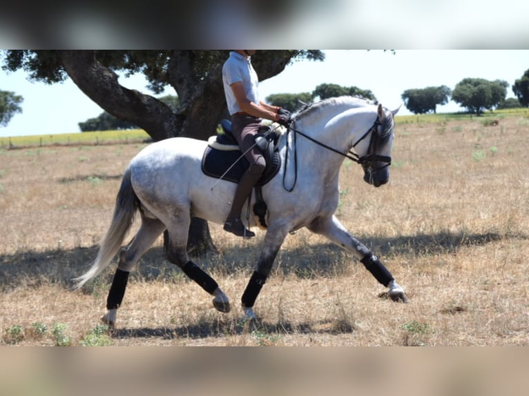 PRE Croisé Étalon 10 Ans 162 cm Gris in NAVAS DEL MADRONO