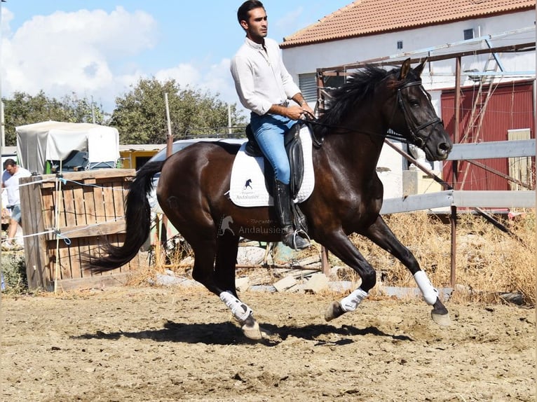 PRE Étalon 10 Ans 162 cm Noir in Provinz Granada
