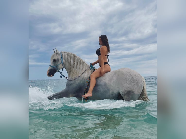 PRE Étalon 10 Ans 163 cm Gris in Zadar