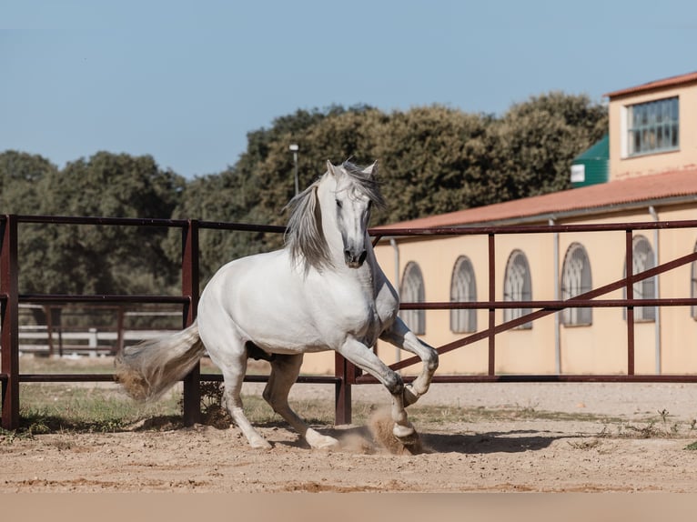 PRE Étalon 10 Ans 164 cm Gris in Salamanca