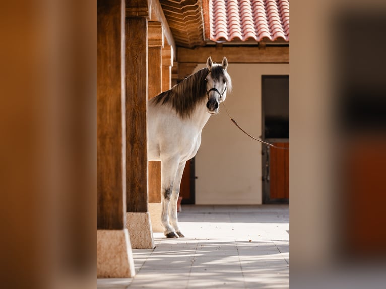 PRE Étalon 10 Ans 164 cm Gris in Salamanca