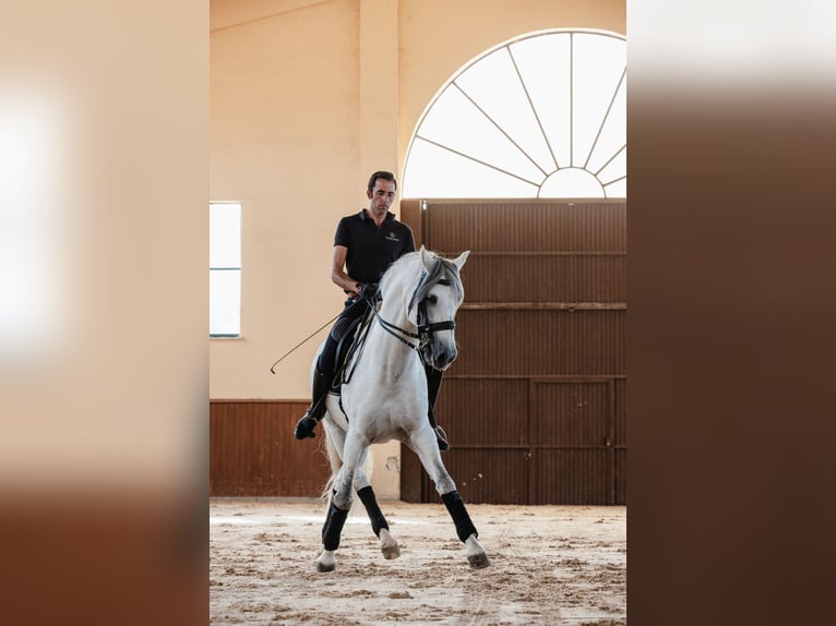 PRE Étalon 10 Ans 164 cm Gris in Salamanca