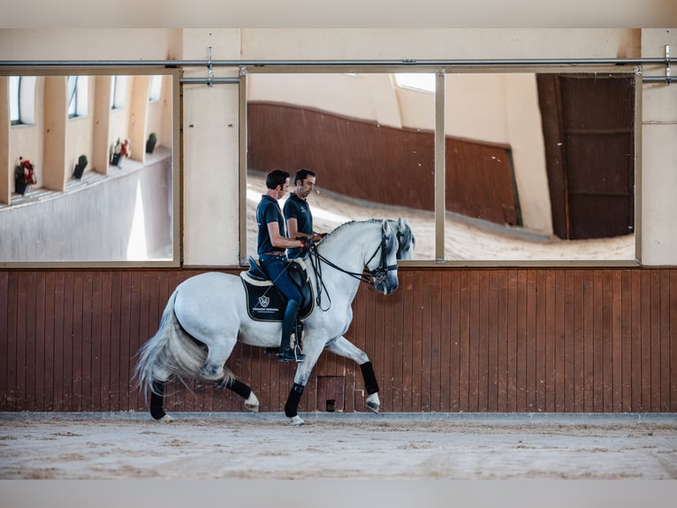 PRE Étalon 10 Ans 164 cm Gris in Salamanca