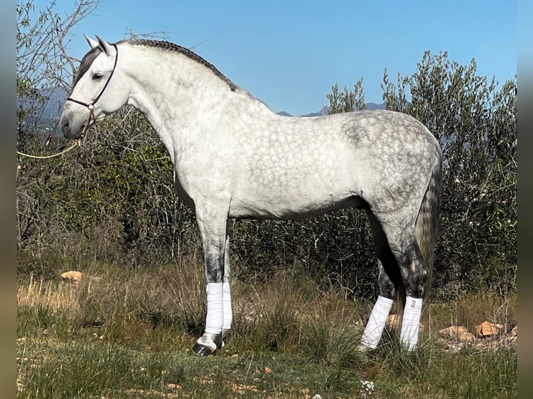 PRE Croisé Étalon 10 Ans 164 cm Gris pommelé in Martfeld