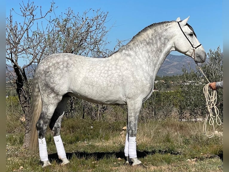 PRE Croisé Étalon 10 Ans 164 cm Gris pommelé in Martfeld