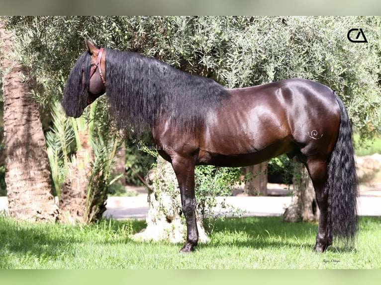 PRE Étalon 10 Ans 165 cm Bai brun in Puerto Lumbreras