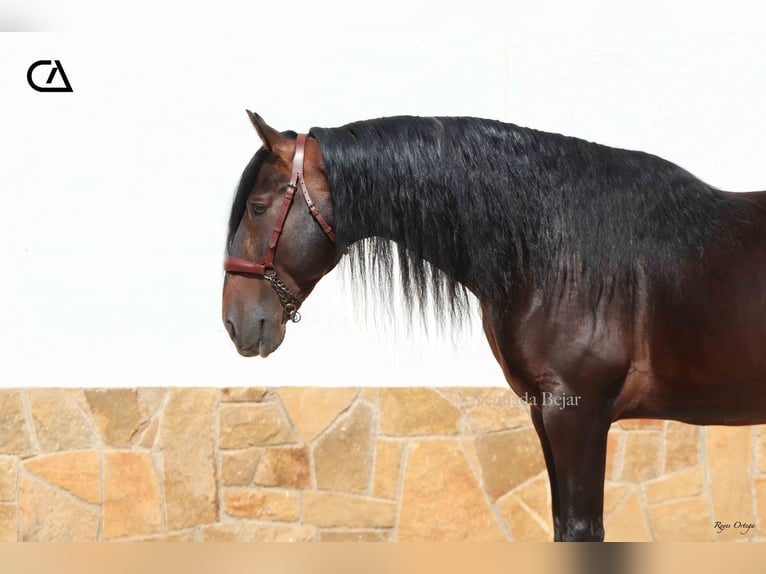 PRE Étalon 10 Ans 165 cm Bai brun in Puerto Lumbreras