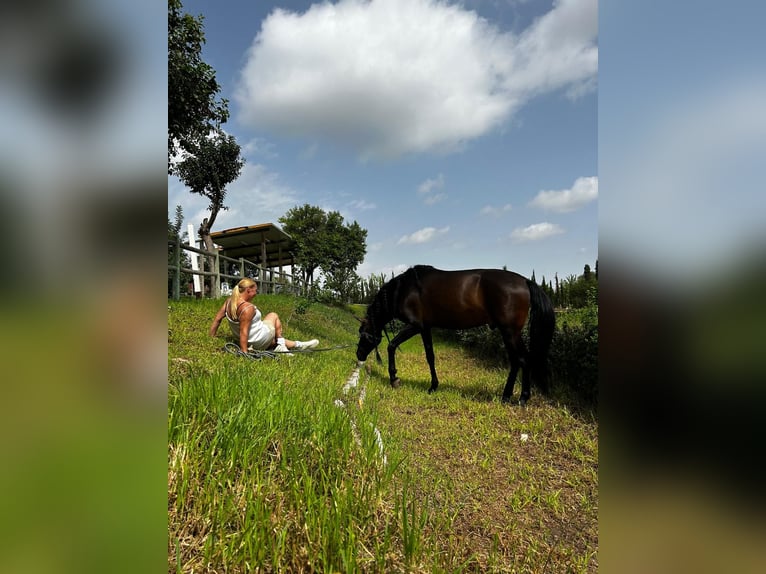 PRE Croisé Étalon 10 Ans 165 cm Bai brun foncé in picassent