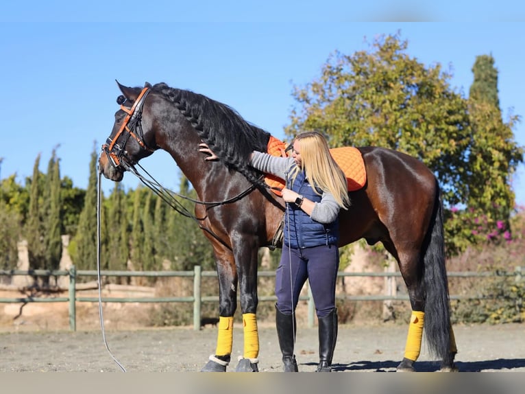 PRE Croisé Étalon 10 Ans 165 cm Bai brun foncé in picassent