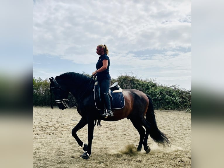 PRE Croisé Étalon 10 Ans 165 cm Bai brun foncé in picassent
