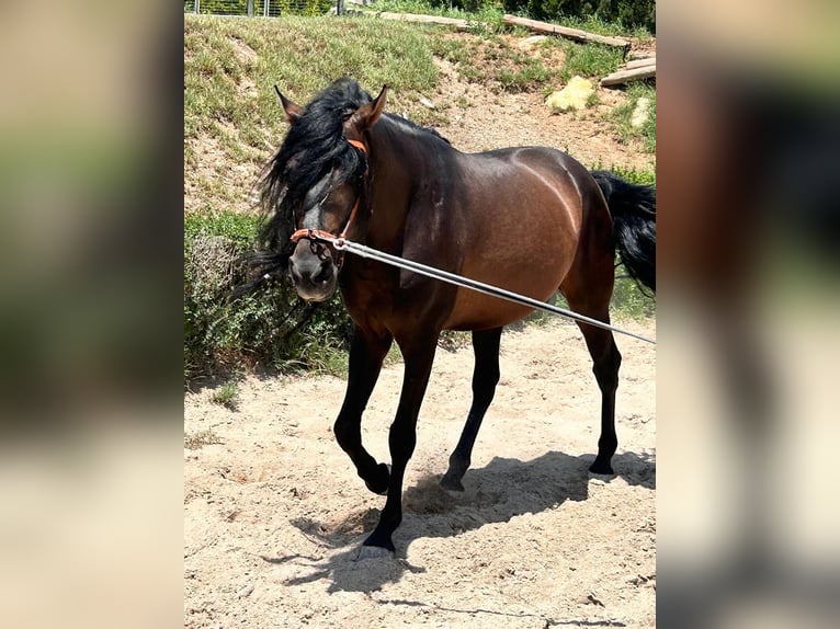 PRE Croisé Étalon 10 Ans 165 cm Bai brun foncé in picassent