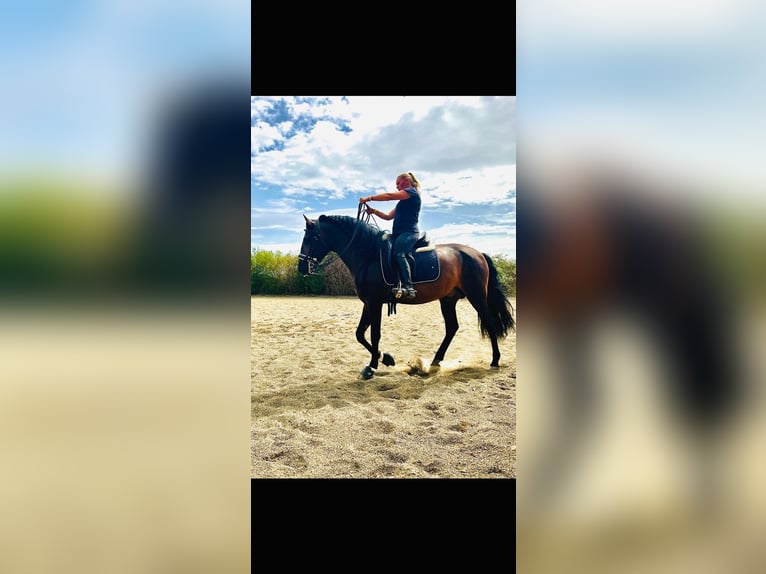 PRE Croisé Étalon 10 Ans 165 cm Bai brun foncé in picassent