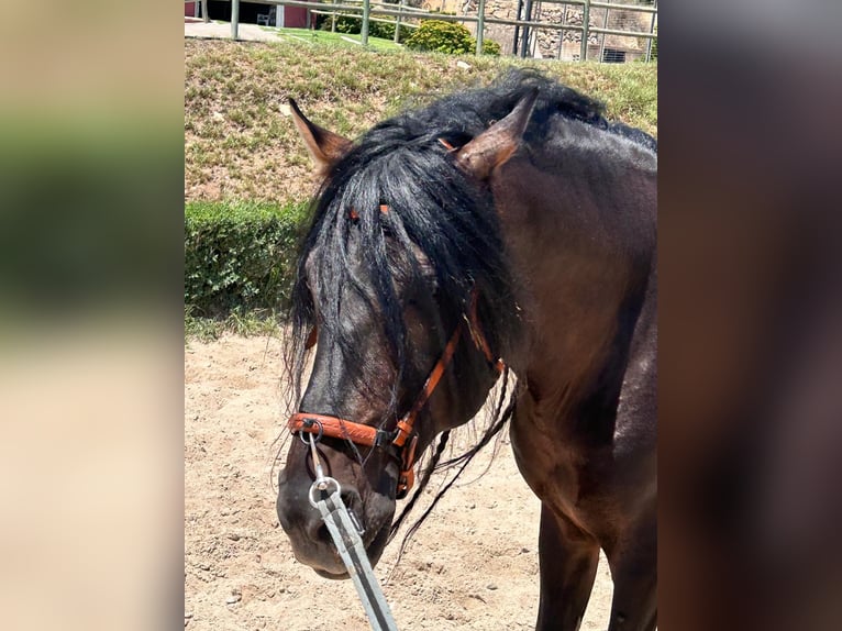PRE Croisé Étalon 10 Ans 165 cm Bai brun foncé in picassent