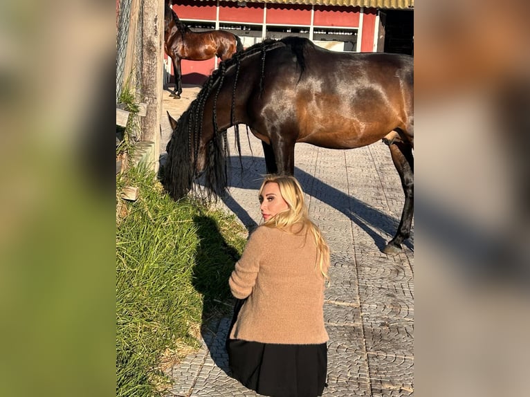 PRE Croisé Étalon 10 Ans 165 cm Bai brun foncé in picassent