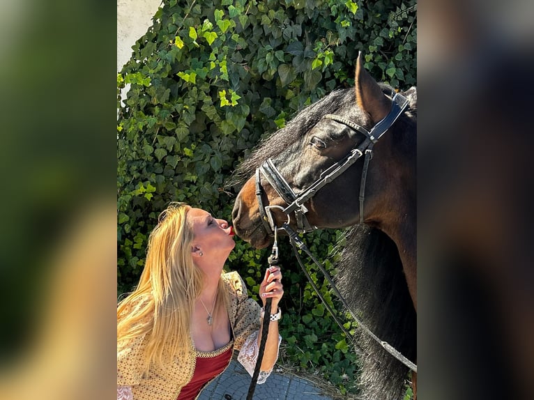 PRE Croisé Étalon 10 Ans 165 cm Bai brun foncé in picassent
