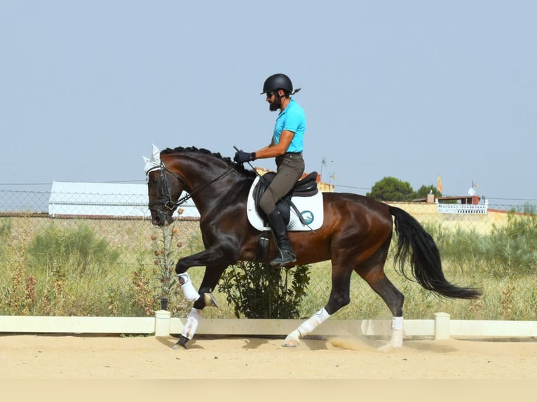 PRE Étalon 10 Ans 165 cm Bai cerise in Navalcarnero