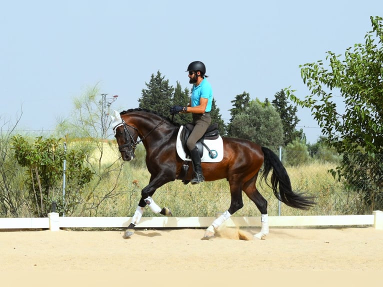 PRE Étalon 10 Ans 165 cm Bai cerise in Navalcarnero