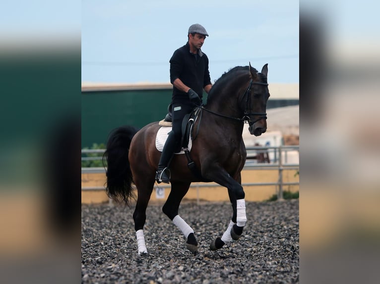 PRE Étalon 10 Ans 165 cm Bai in Rociana Del Condado