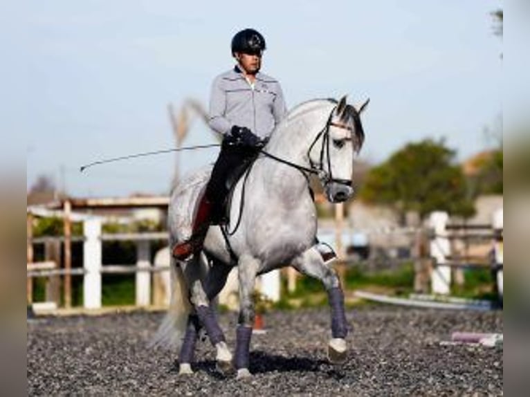 PRE Croisé Étalon 10 Ans 165 cm Gris in Sevilla