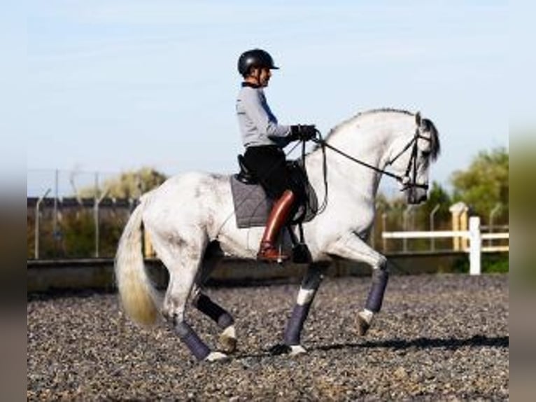 PRE Croisé Étalon 10 Ans 165 cm Gris in Sevilla