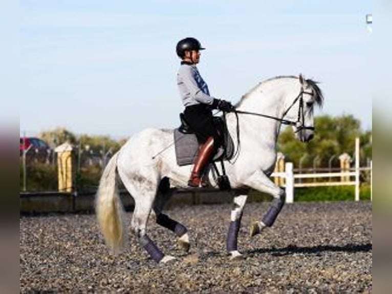 PRE Croisé Étalon 10 Ans 165 cm Gris in Sevilla