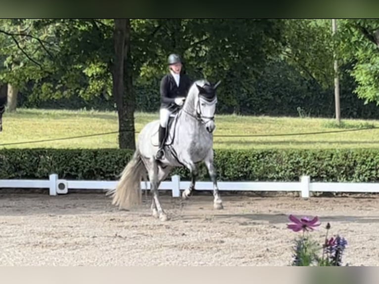 PRE Étalon 10 Ans 165 cm Gris in Gundelfingen