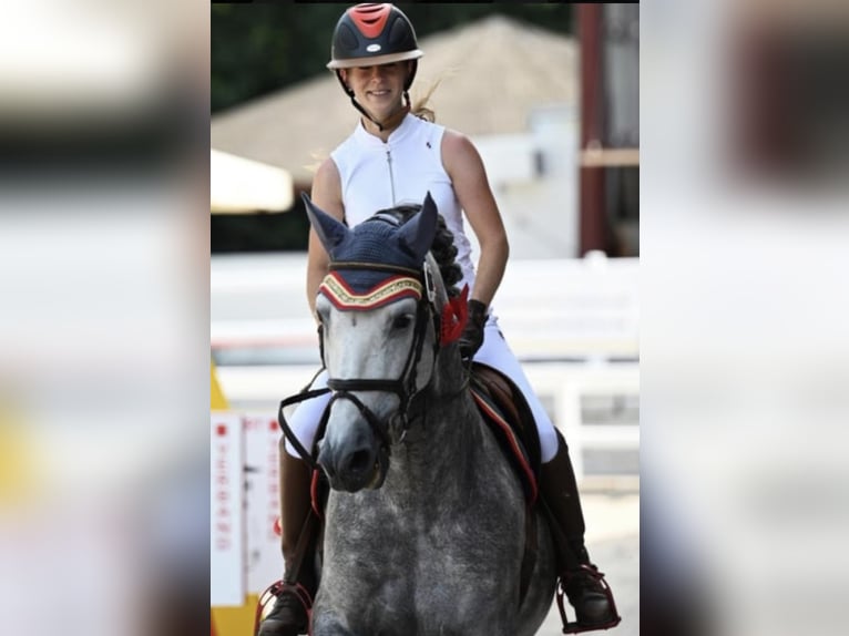 PRE Étalon 10 Ans 165 cm Gris in Gundelfingen