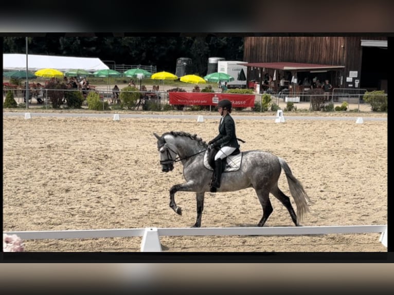 PRE Étalon 10 Ans 165 cm Gris in Gundelfingen