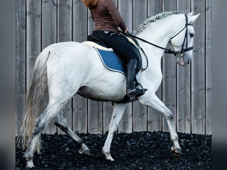 PRE Étalon 10 Ans 166 cm Gris in Saarbrücken