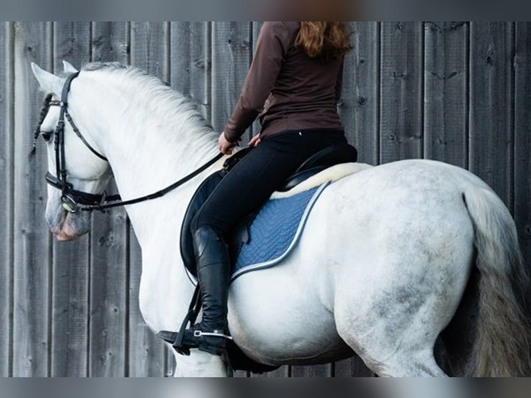 PRE Étalon 10 Ans 166 cm Gris in Saarbrücken