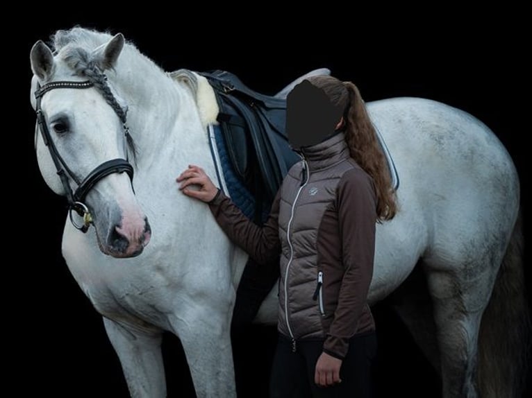 PRE Étalon 10 Ans 166 cm Gris in Saarbrücken