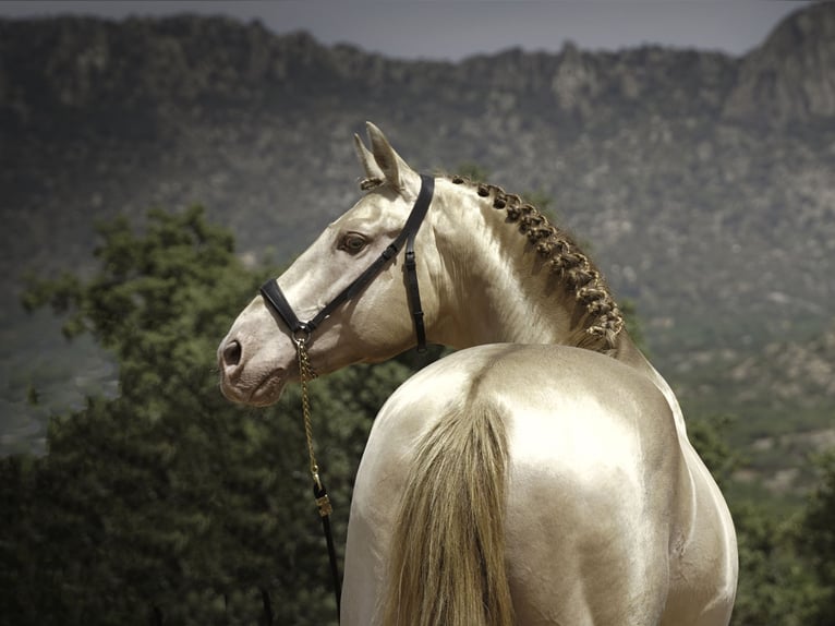 PRE Étalon 10 Ans 167 cm Perlino in La Cabrera