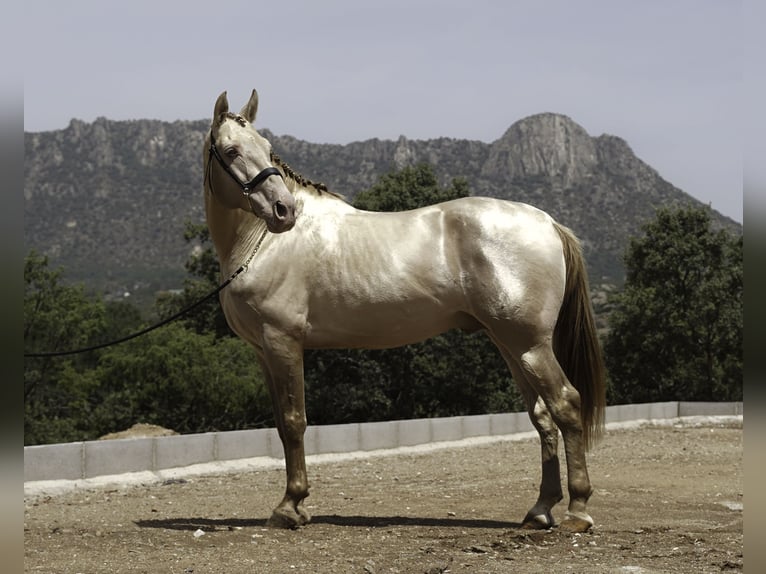 PRE Étalon 10 Ans 167 cm Perlino in La Cabrera