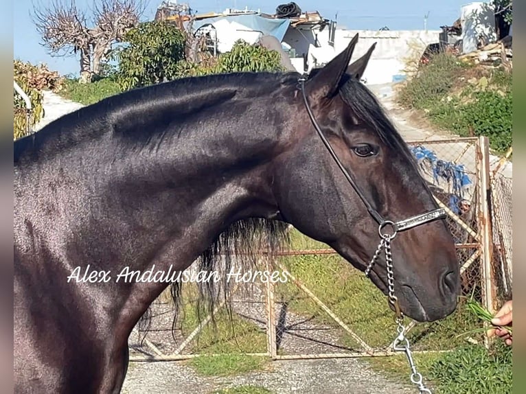 PRE Croisé Étalon 10 Ans 168 cm Bai brun in Sevilla