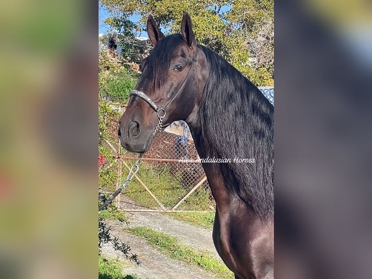 PRE Croisé Étalon 10 Ans 168 cm Bai brun in Sevilla