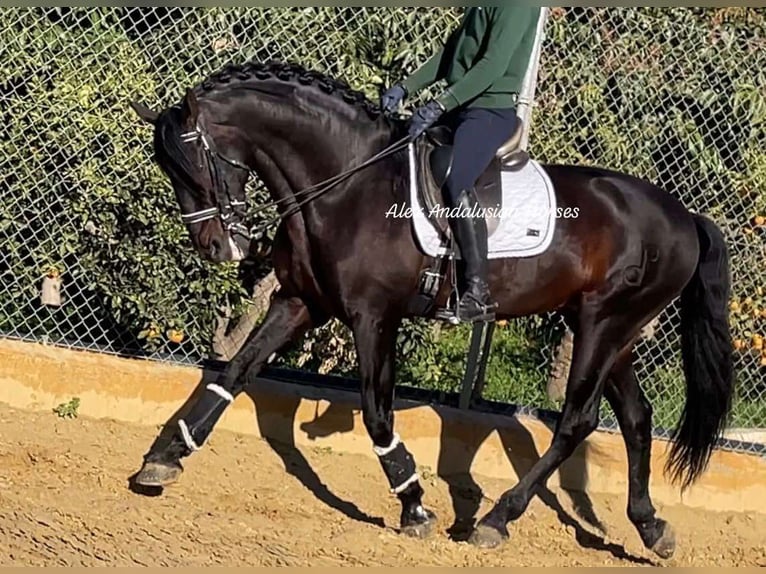 PRE Croisé Étalon 10 Ans 168 cm Bai brun in Sevilla