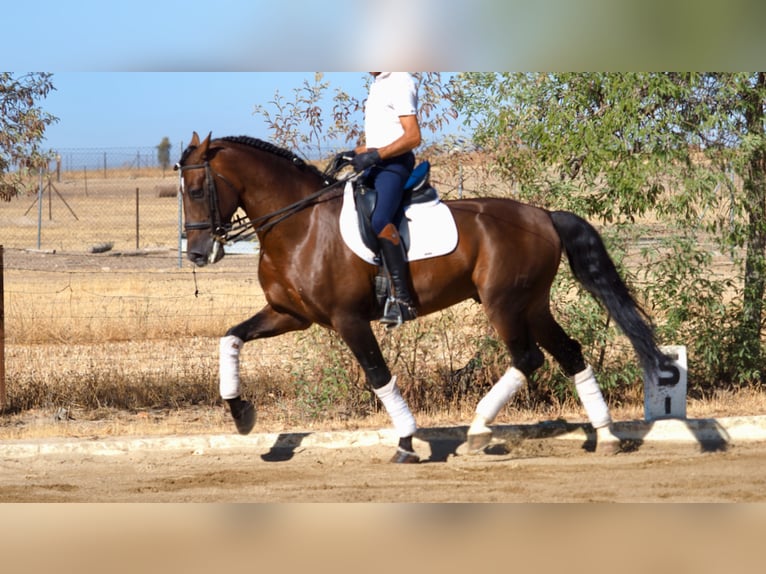 PRE Croisé Étalon 10 Ans 168 cm Bai cerise in NAVAS DEL MADRONO