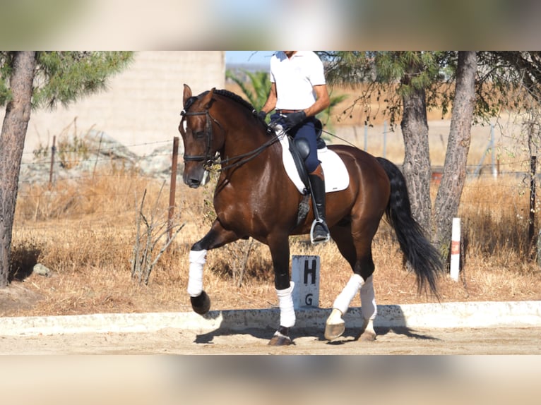 PRE Croisé Étalon 10 Ans 168 cm Bai cerise in NAVAS DEL MADRONO