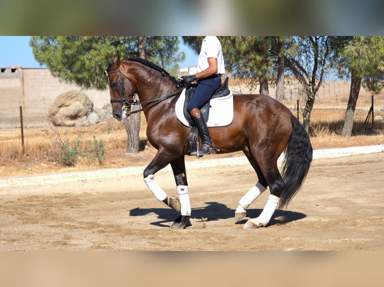 PRE Croisé Étalon 10 Ans 168 cm Bai cerise in NAVAS DEL MADRONO