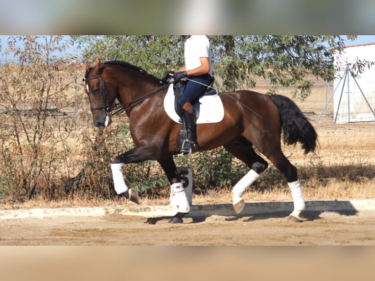 PRE Croisé Étalon 10 Ans 168 cm Bai cerise in NAVAS DEL MADRONO