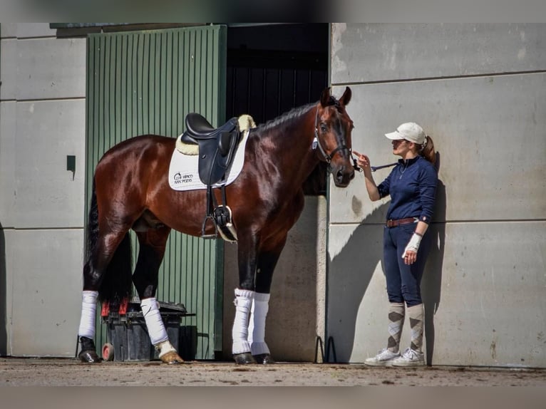 PRE Étalon 10 Ans 168 cm Bai in Andujar
