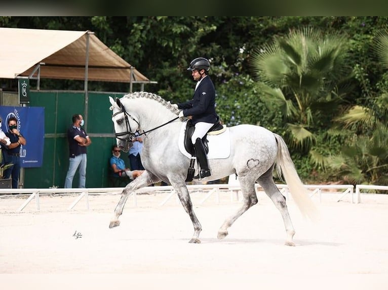 PRE Étalon 10 Ans 168 cm Gris in Stahnsdorf
