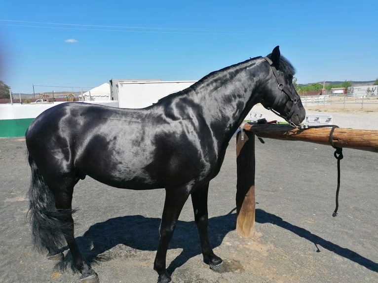 PRE Croisé Étalon 10 Ans 168 cm Noir in Arganda Del Rey